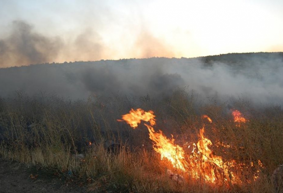 В лесничестве «Хачмаз» Огузского предприятия по охране и восстановлению лесов произошел пожар