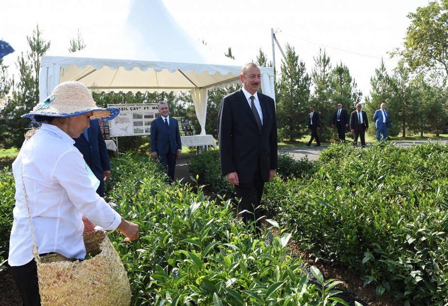 President Ilham Aliyev viewed “Yashil Chay” plantation in Lankaran