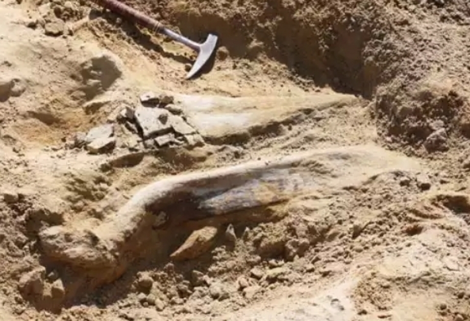 Construction crew unearths triceratops skull in Colorado