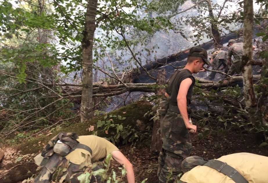 FHN: Oğuz rayonunda meşə zolağında baş verən yanğın söndürülüb VİDEO