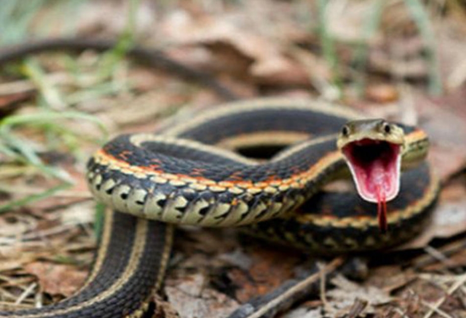 В августе в Азербайджане 13 человек пострадали от укусов змей