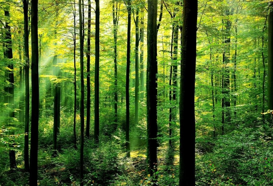 В Чехии спасают леса