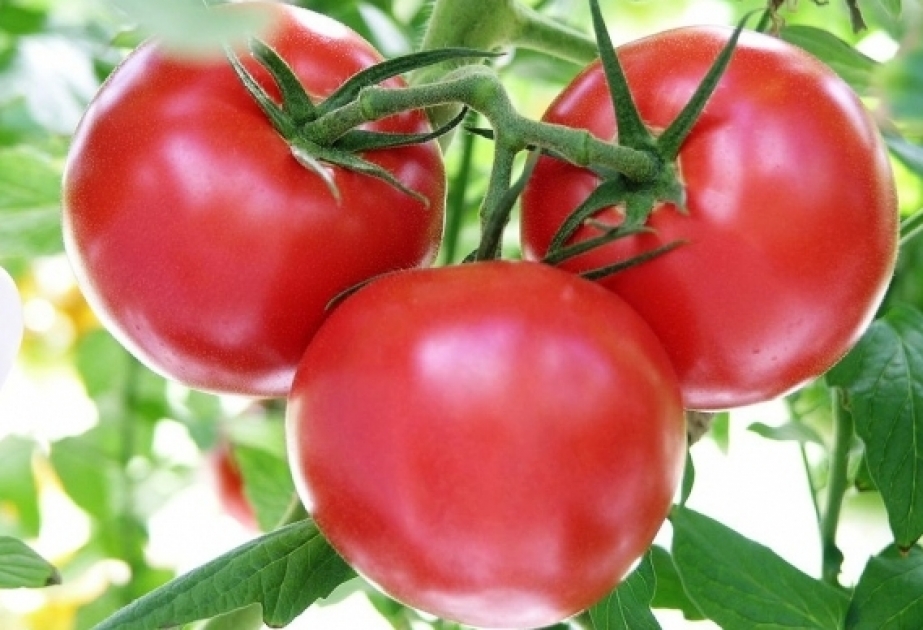 Türkei kann sich auf baldige Tomaten-Ausfuhr nach Russland freuen