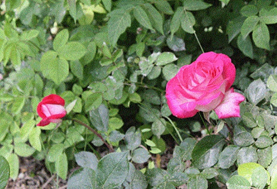 В Центральном ботаническом саду выращена роза нового сорта, названного в честь Лютфи Заде