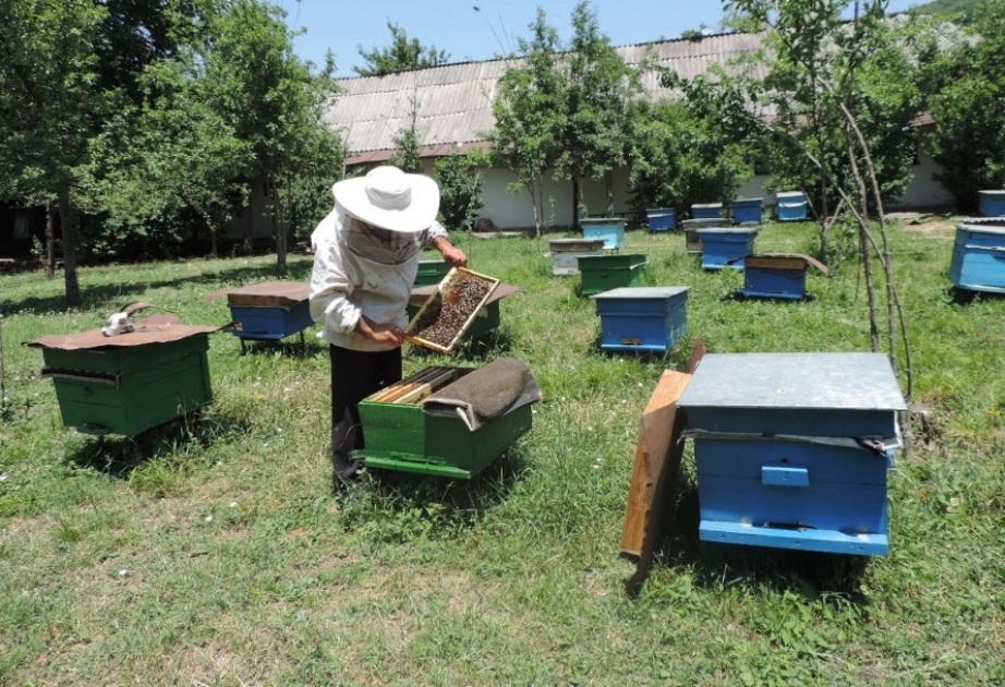 Şamaxıda son illər arı ailələrinin sayı 2000-dək artıb