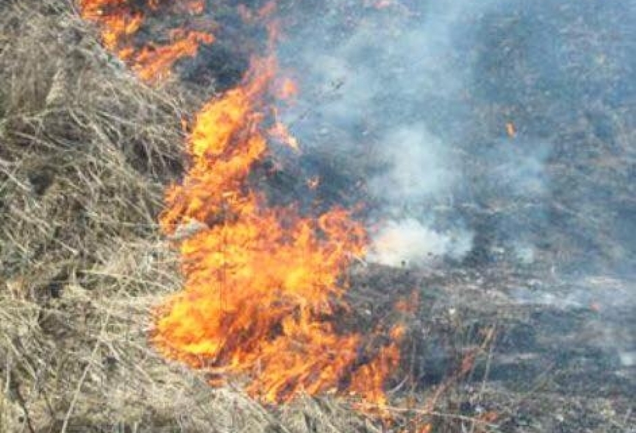 Cəlilabadda bələdiyyə ərazisində baş vermiş yanğının meşə fonduna keçməsinin qarşısı alınıb
