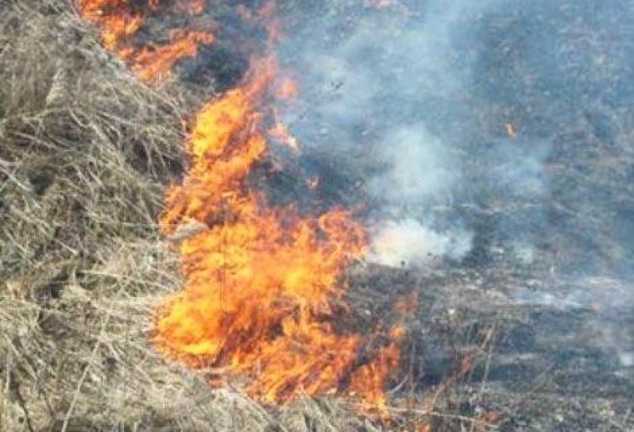 Предотвращено распространение огня на лесной массив в Джалилабаде