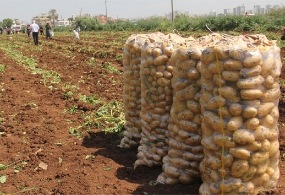 Tovuzlu fermerlər kartof sahələrindən 168 min tondan çox məhsul götürüblər