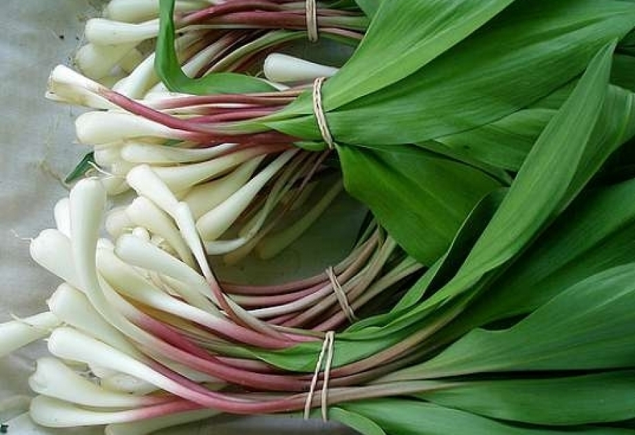 Ayı sarımsağı qocalığı ləngidir