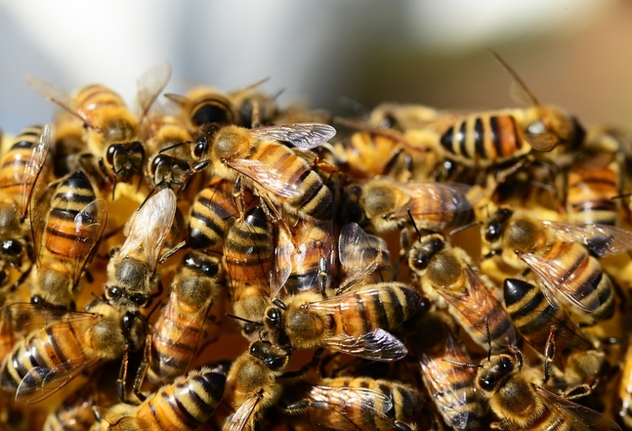 Alimlər arıların “naviqasiya sistemi”nin olduğunu müəyyənləşdiriblər
