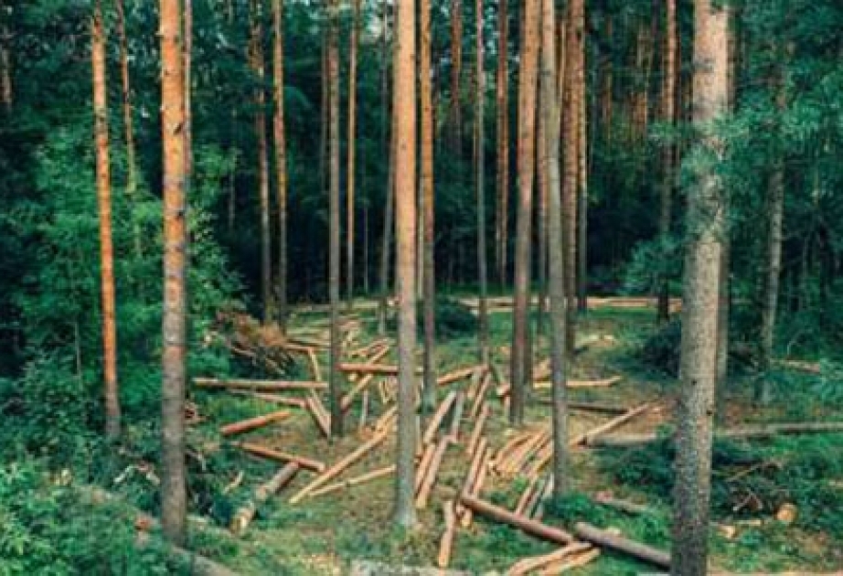 Первая в мире страна, отказавшаяся от вырубки леса