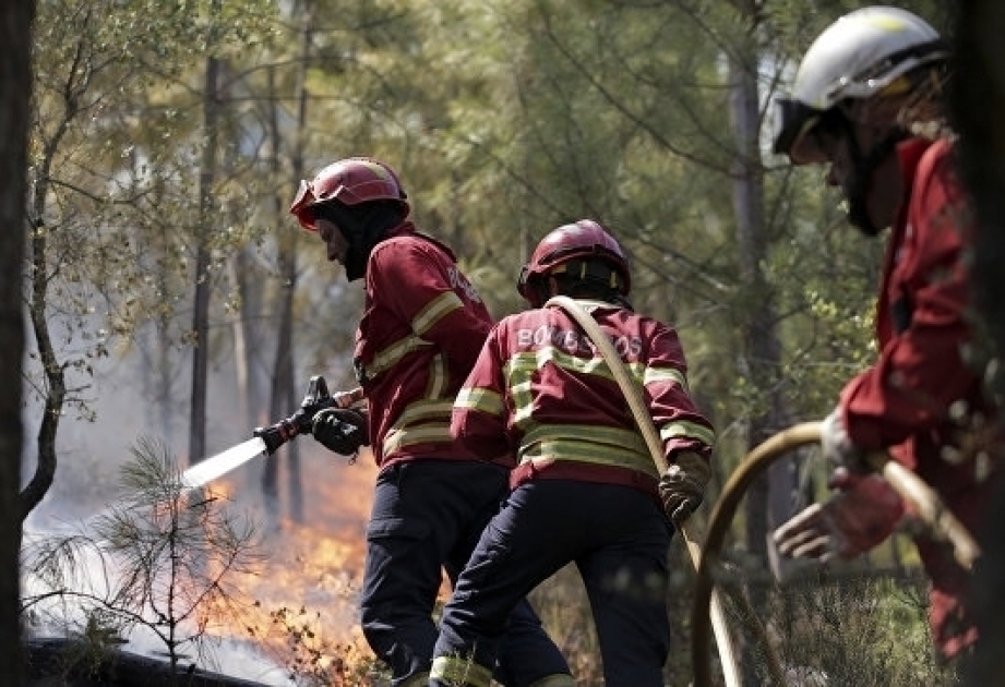 Waldbrände in Portugal: Mindestens 31 Tote und 50 Verletzte