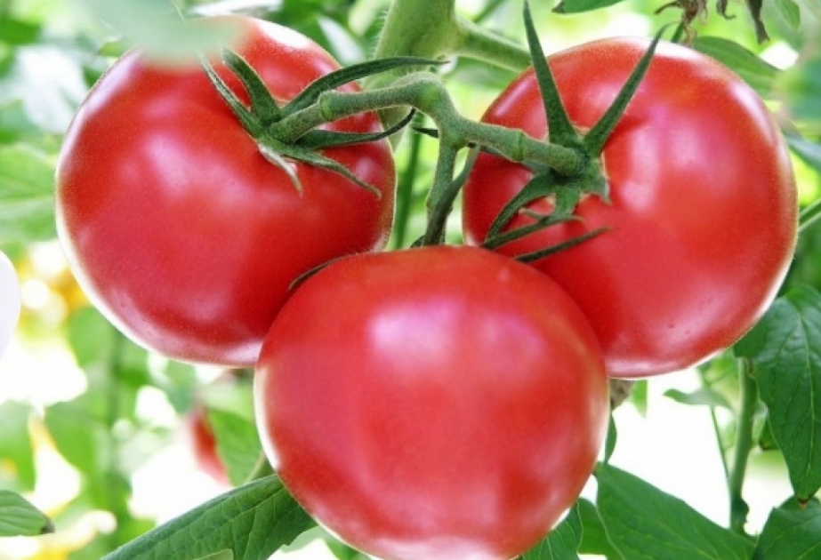 Russland und Türkei erzielen Grundsatzvereinbarung über Tomatenimport