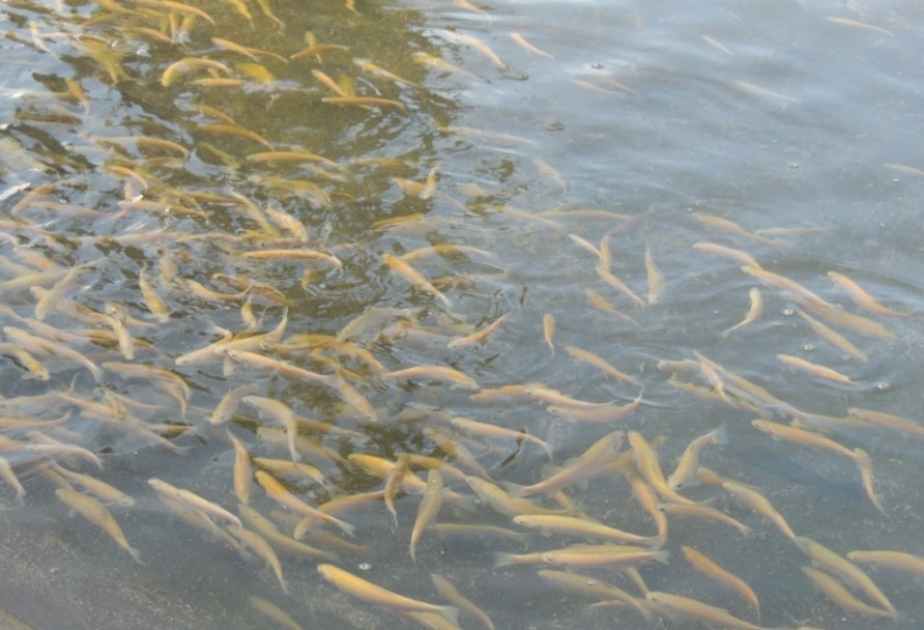 Doqquz ay ərzində süni yolla artırılmış 383 milyon balıq körpələri su hövzələrinə buraxılıb