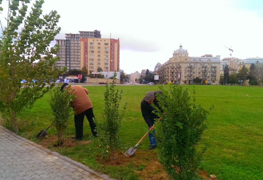 Xətai rayonunda keçirilən iməcilikdə 1500 yeni ağac və gül əkilib