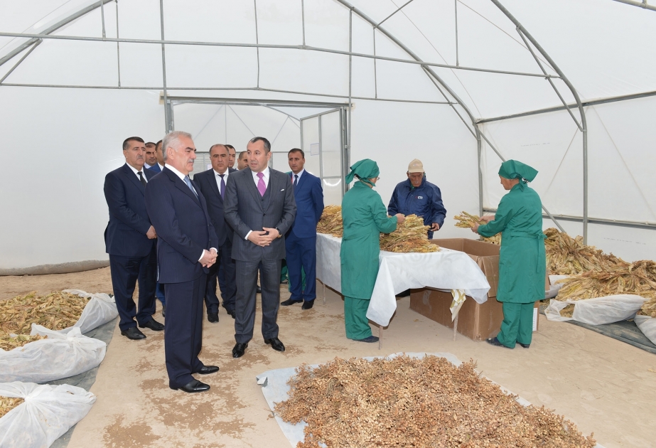Tobacco plant established in Nakhchivan