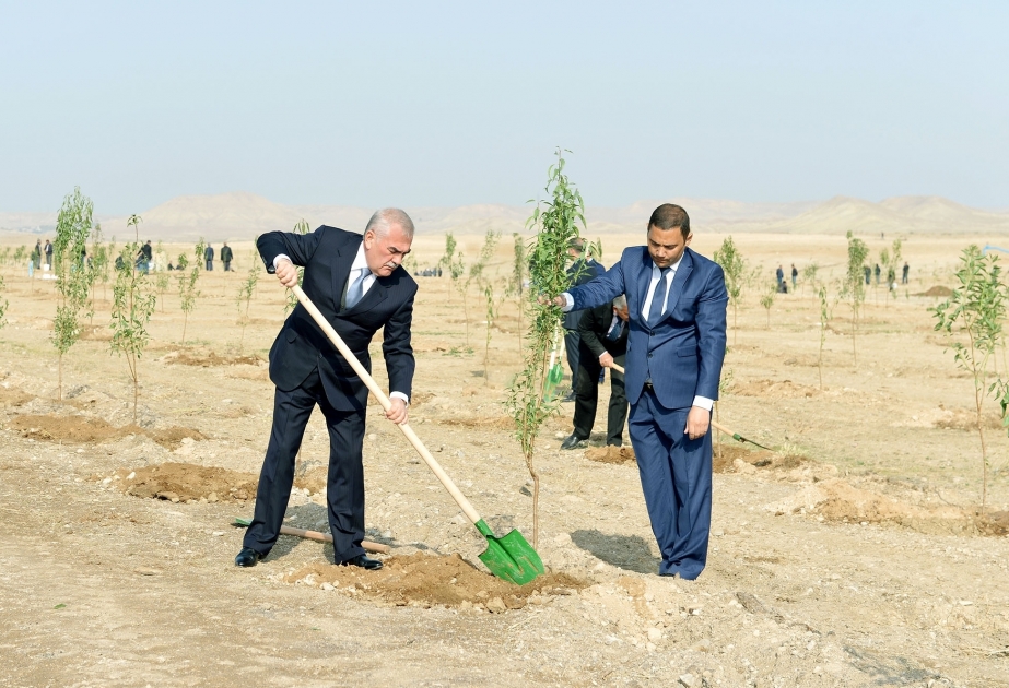 New almond garden created in Nakhchivan