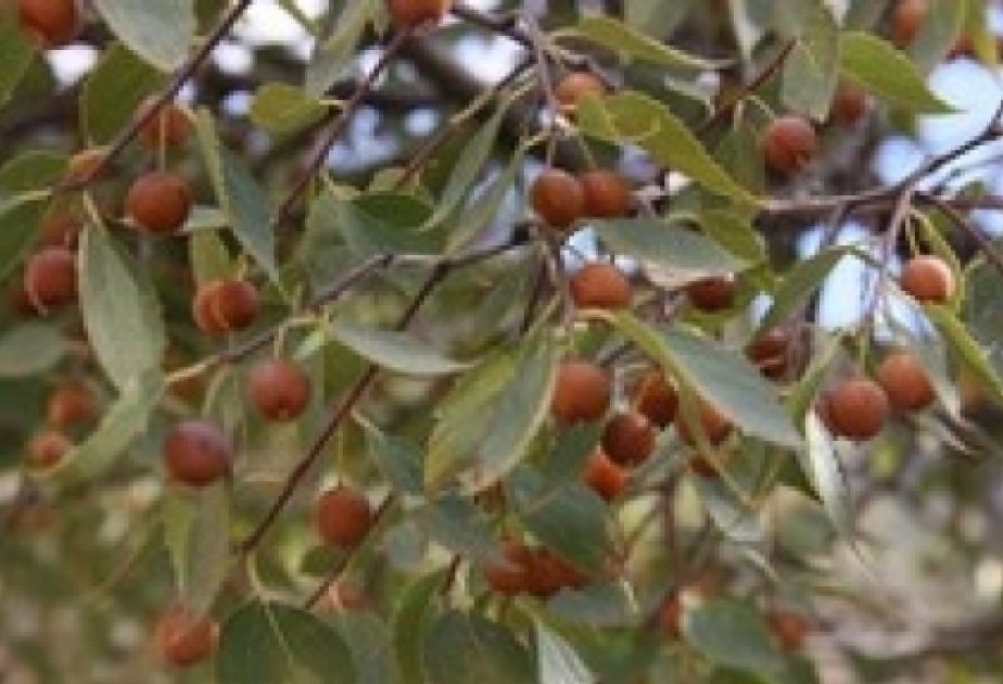 Dağda bitən dağdağan