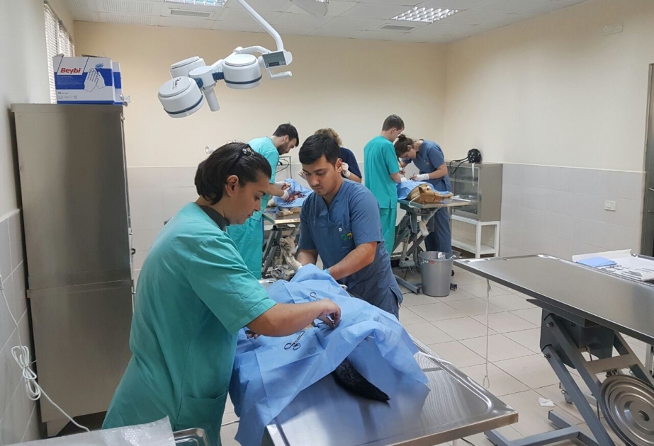 IDEA Heyvanlara Qayğı Mərkəzində sahibsiz itlərin sterilizasiyası üzrə aksiya keçirilir