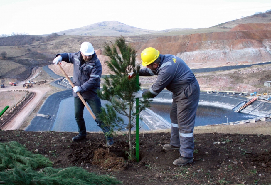 "AzerGold" YAP-ın 25 illiyi münasibətilə ağacəkmə aksiyası keçirib