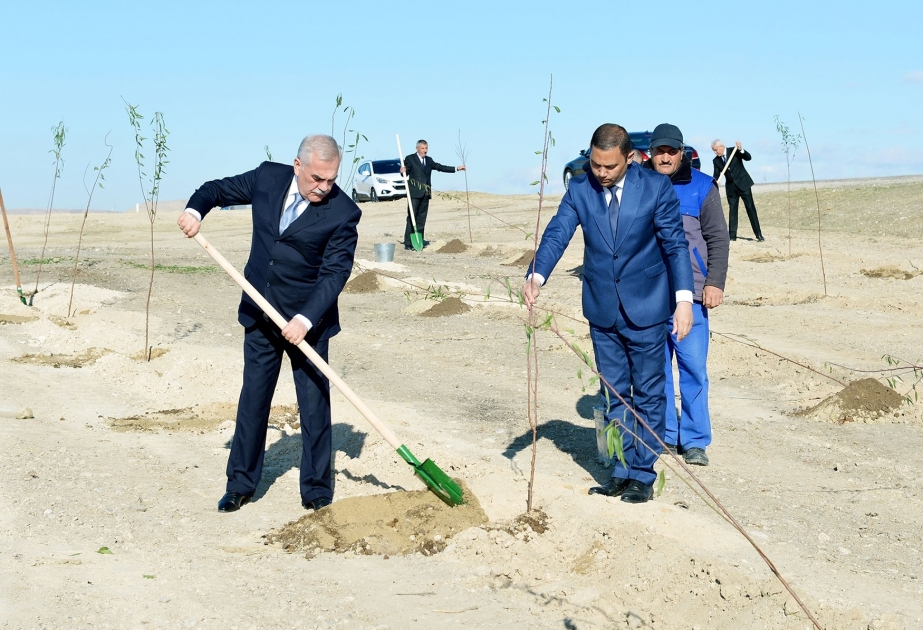 New fruit gardens created in Nakhchivan