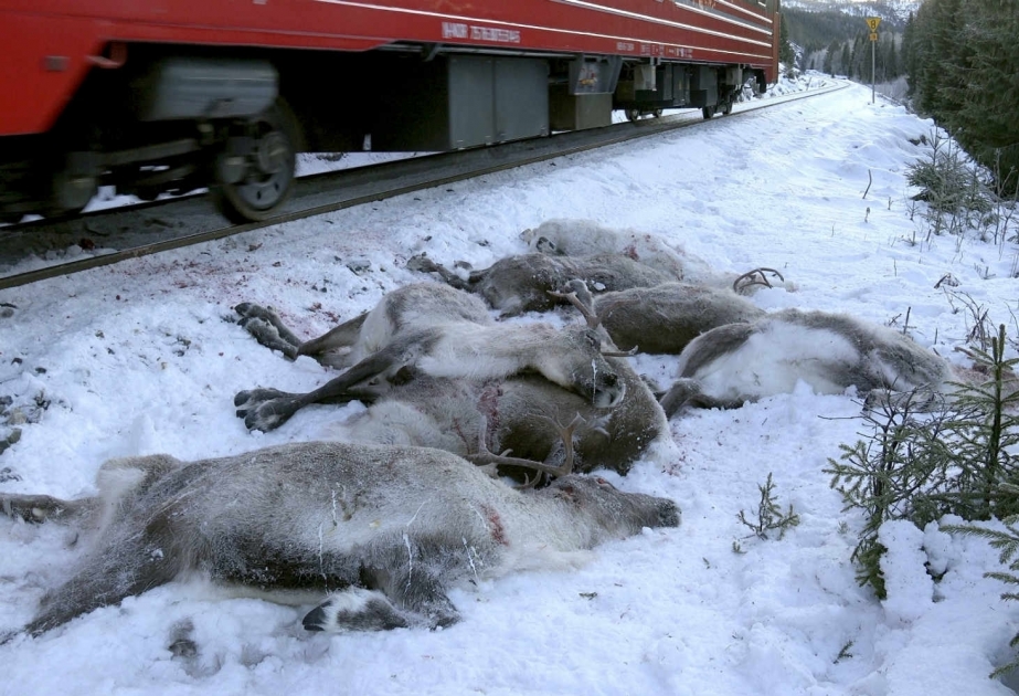 Norveçdə 106 maral qatarın altına düşərək tələf olub