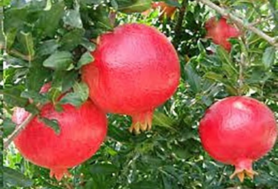 Göyçayda nar yığımı başa çatıb