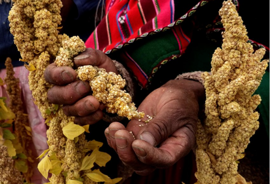 Mehr als 95 Prozent der weltweiten Quinoa-Produktion wird in den Anden angebaut