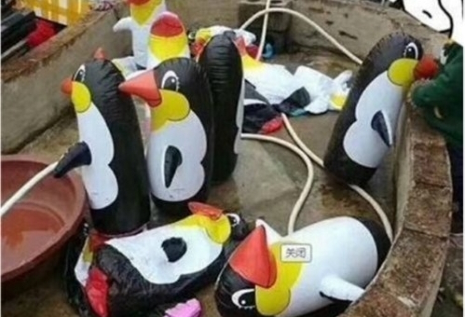 Statt echter Tiere: Chinesischer Zoo stellte aufblasbare Pinguine ins Gehege