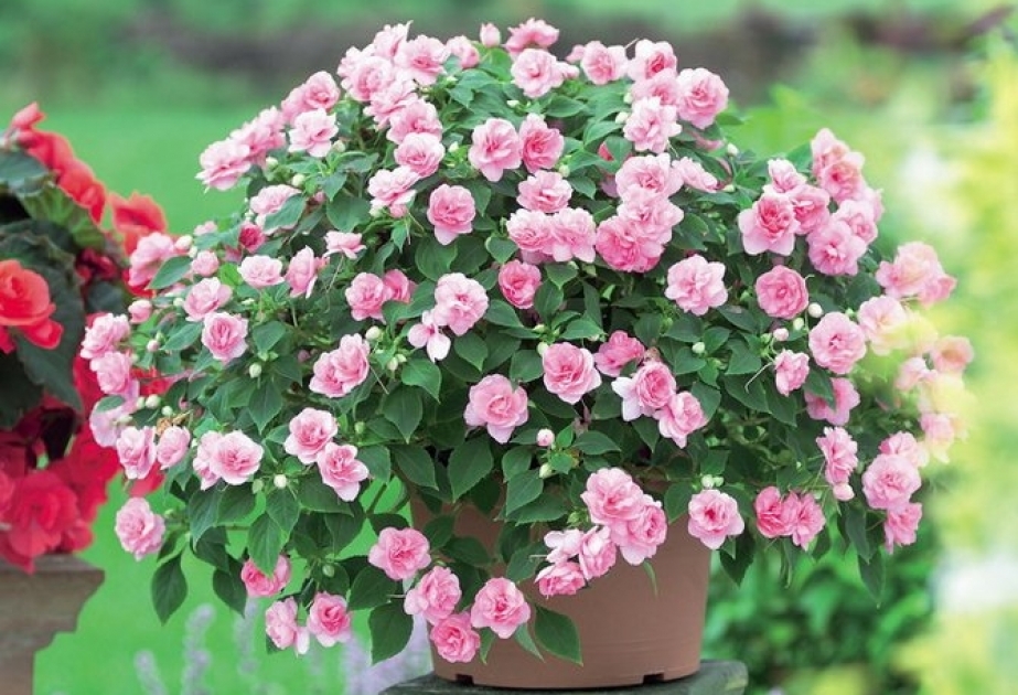 Mavi və sarıdan başqa hər rəngdə çiçək açır