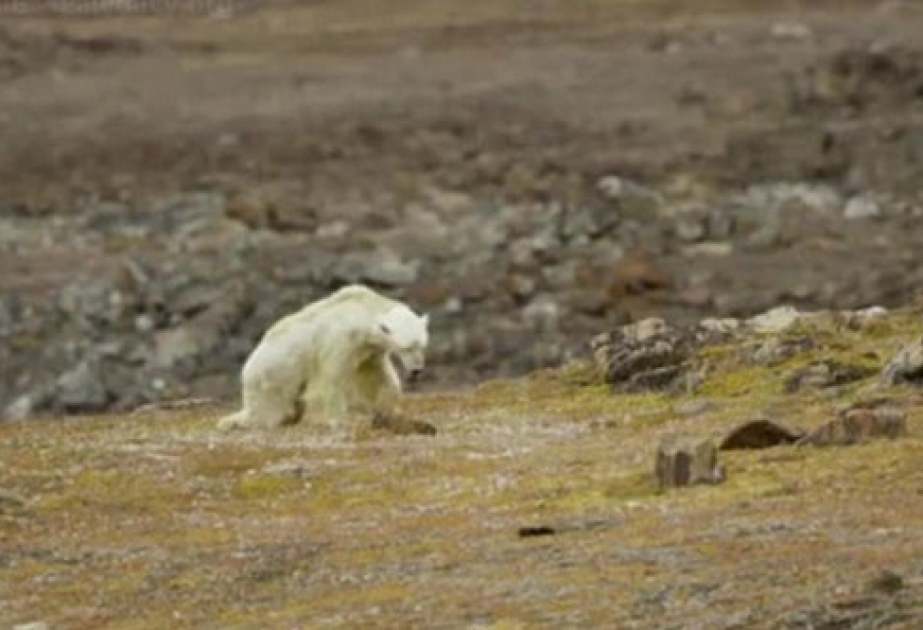 Folgen des Klimawandels für Eisbären