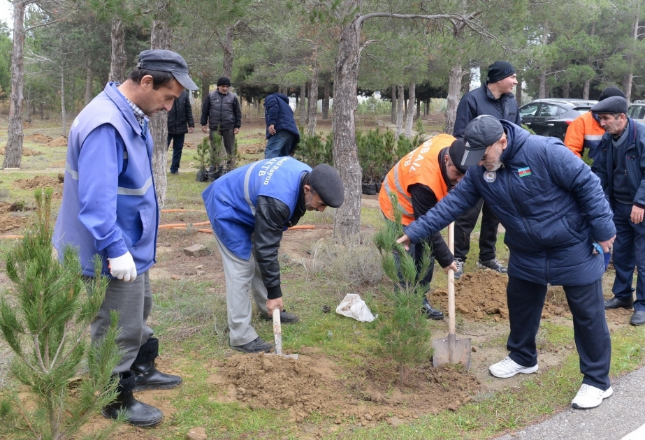 YAP-ın yaradılmasının 25 illik yubileyi münasibətilə Səbail rayonunda ağacəkmə aksiyası keçirilib YENİLƏNİB