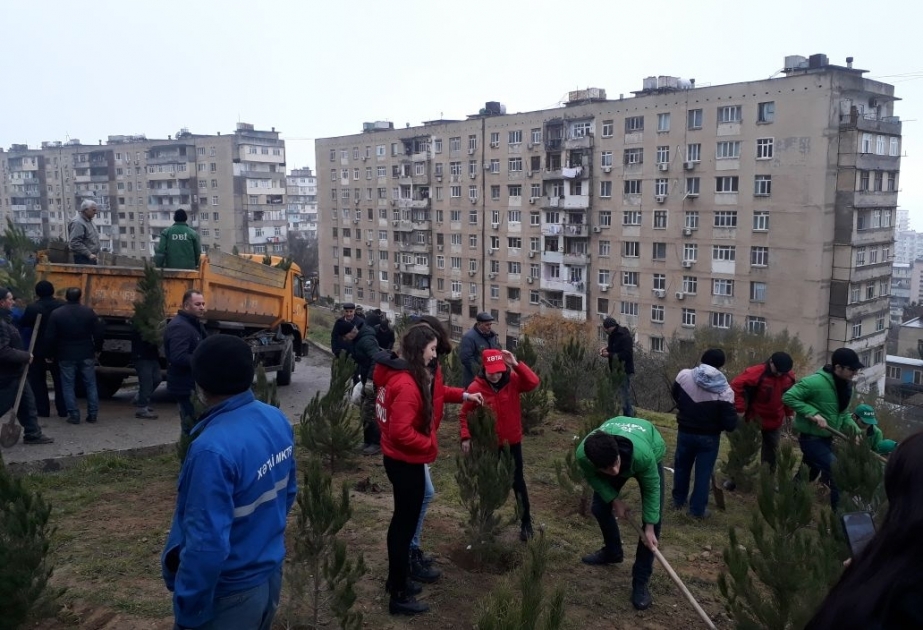 Xətai rayonunda iməcilik zamanı 800-dən çox ağac əkilib