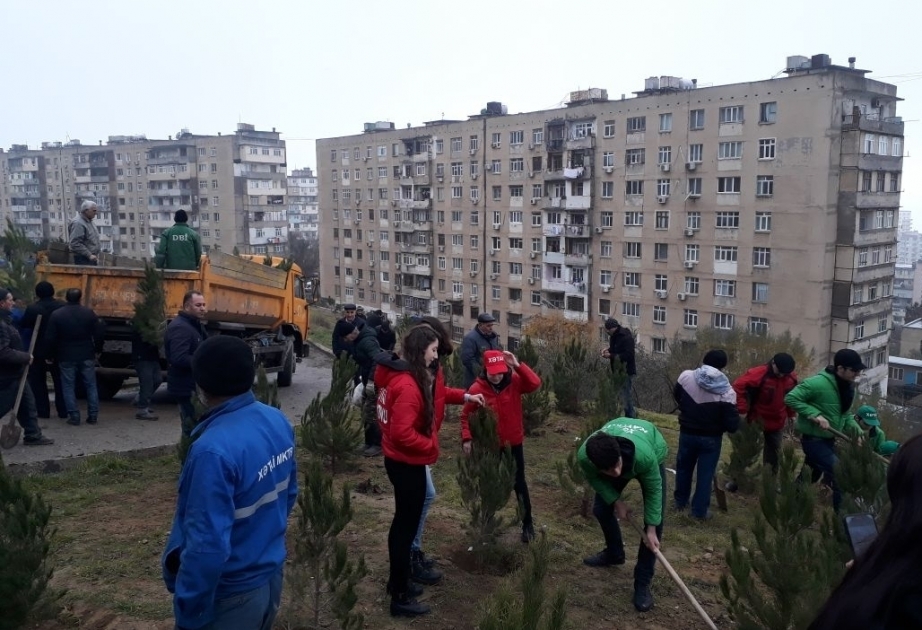 В ходе очередного субботника в Хатаинском районе посажено более 800 деревьев
