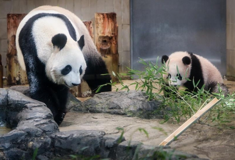 Ueno Zoo’s panda cub Xiang Xiang makes her media debut
