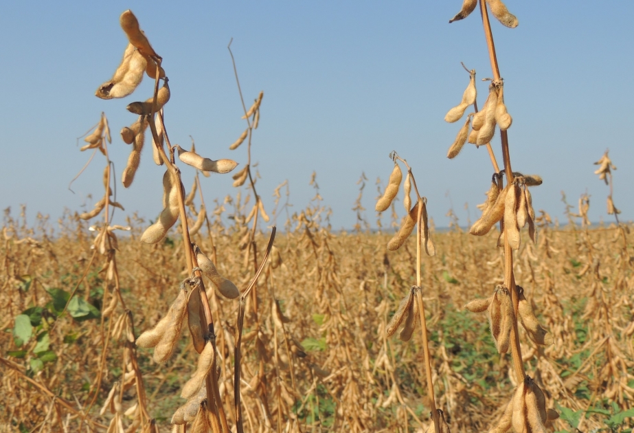 Samuxda ilk dəfə soya bitkisi becərilib və sahələrdən 667 ton məhsul yığılıb