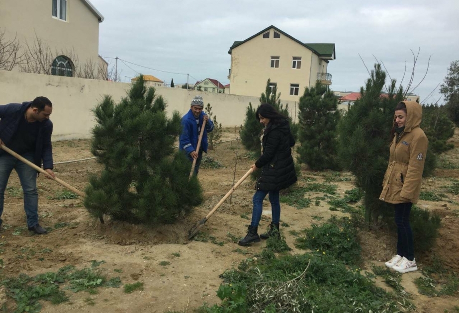 Pirallahıda yol boyu 200 ağac və gül kolu əkilib