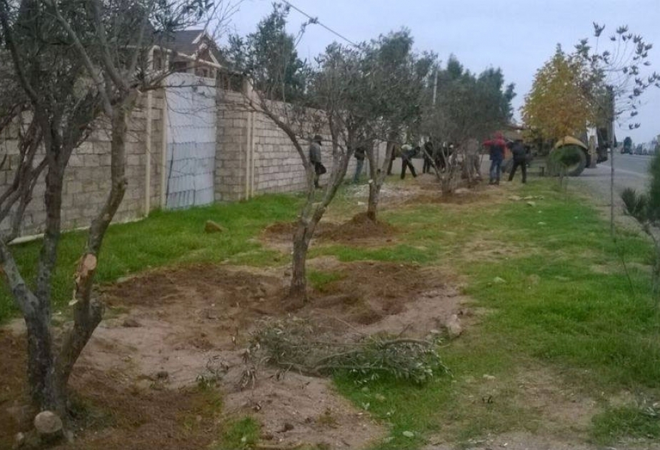 Xəzər rayonunda yeni salınan magistrallar boyu zeytun ağacları əkilib