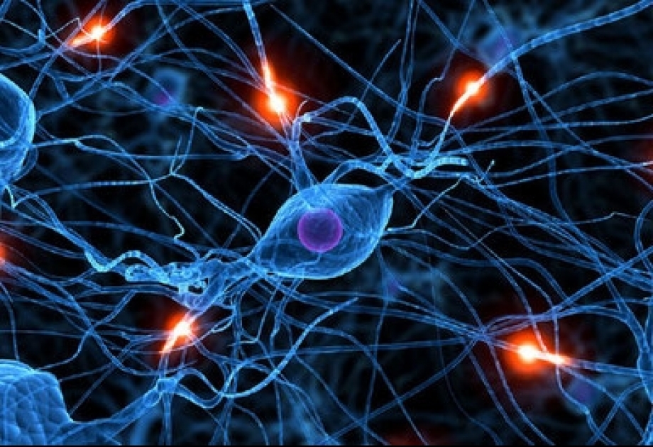 Исследователи приблизились к созданию новых методов лечения болезней нервной системы