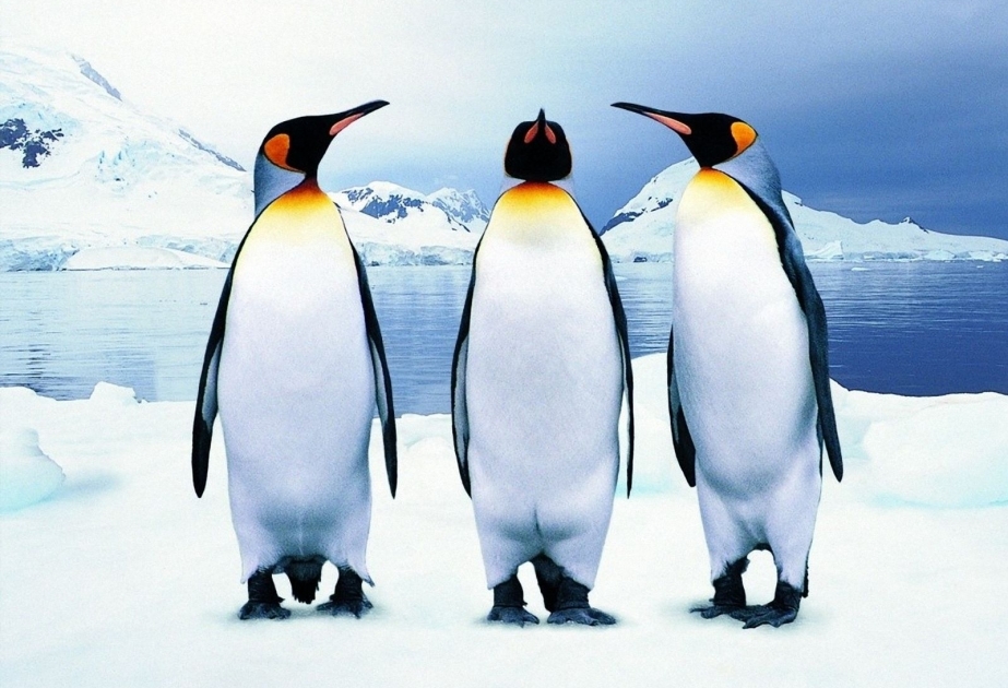 Chinese scientists say penguins date back 14,600 years