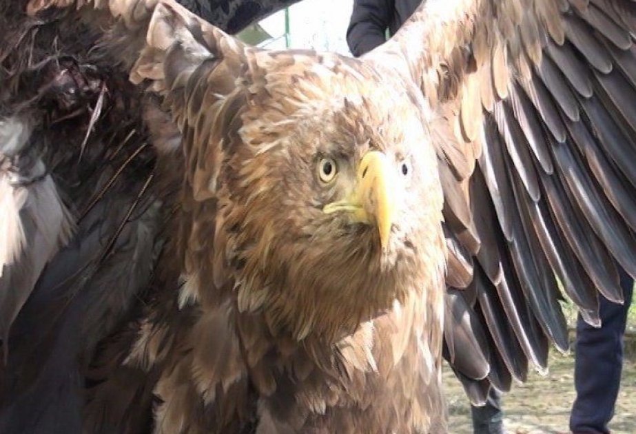 Раненый степной орел передан в реабилитационную клинику