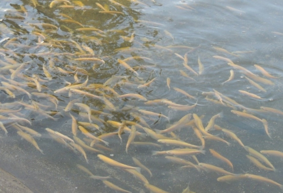 Gabala: Naturschützer entlassen mehr als 60.000 Goldfische in das Kaspische Meer