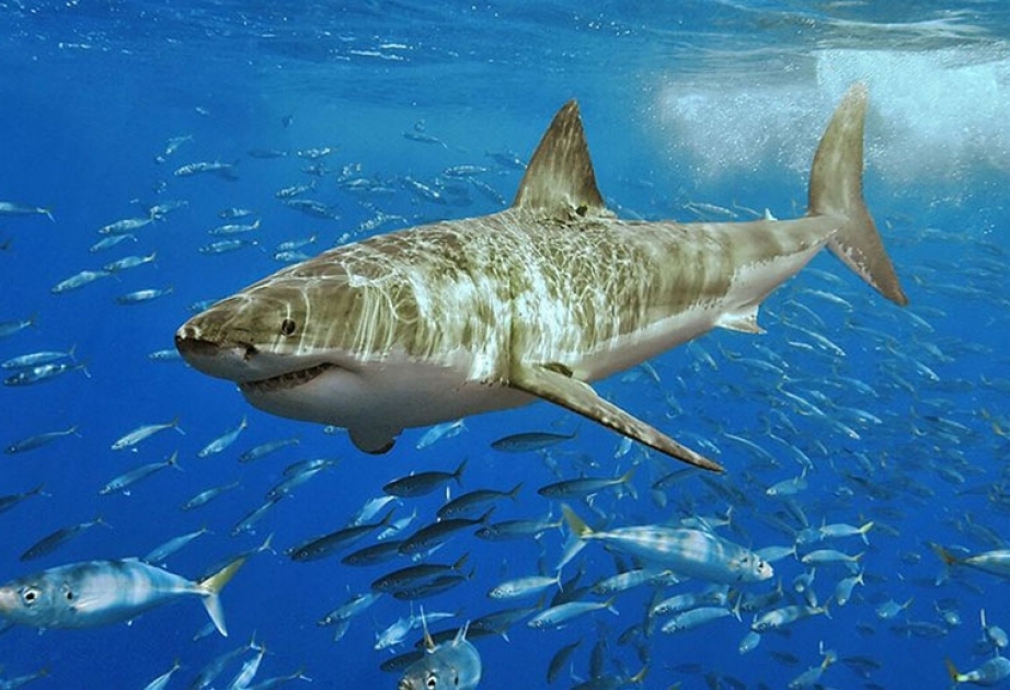 Mexiko: 300 tote Haie entdeckt