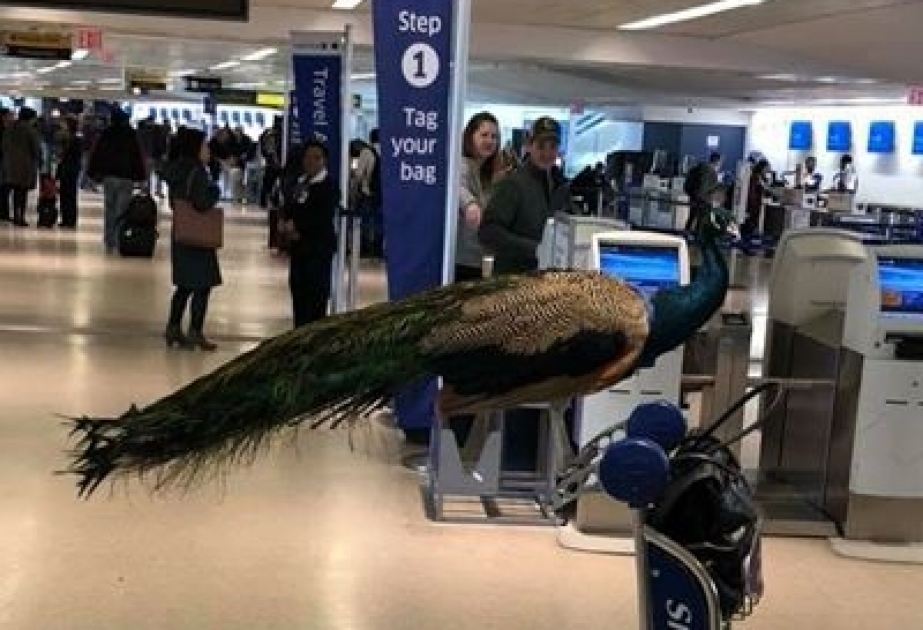 United Airlines не пустила павлина на борт самолета