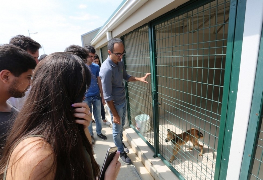 Sahibsiz küçə heyvanları problemi və həlli perspektivləri