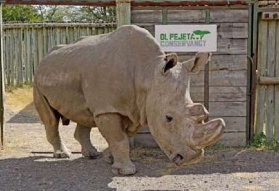 Последний самец белого носорога заболел