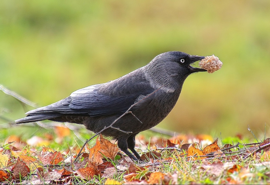 Галка попала в черный список птиц Финляндии