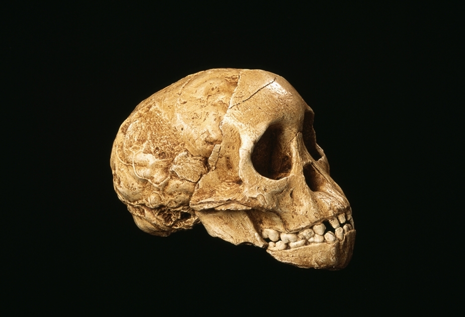 16,000-yr-old fossil human skull found in south China