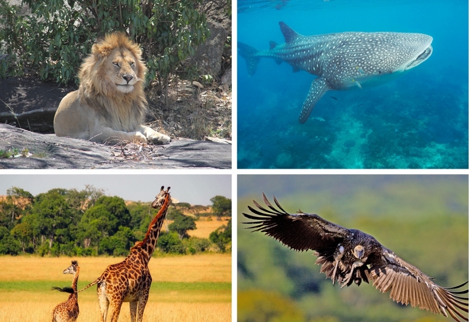 В прошлом году году в сфере охраны фауны составлены 122 акта и 121 протокол