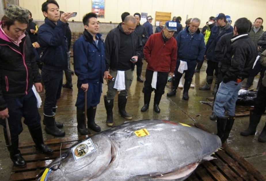 Tokionun Tsukuzi bazarında nəhəng tuna balığı satılıb